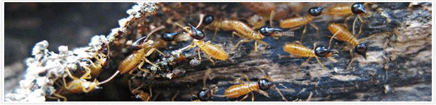 Preventive Termite Treatment in Delhi